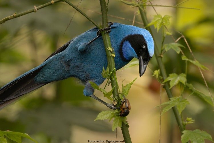 blue bird mindo