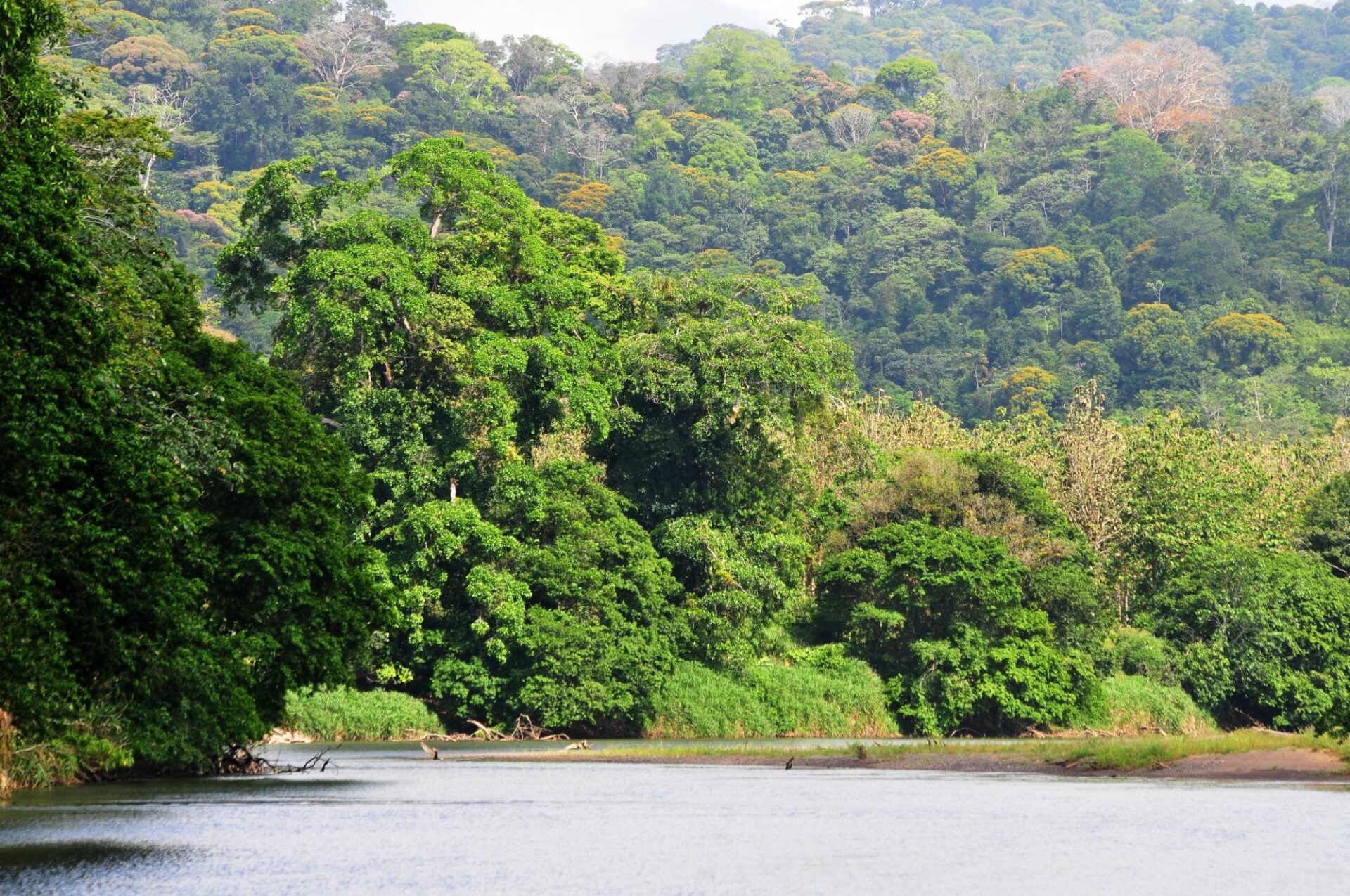 boca tapada regenwoud 1 boca tapada regenwoud 1