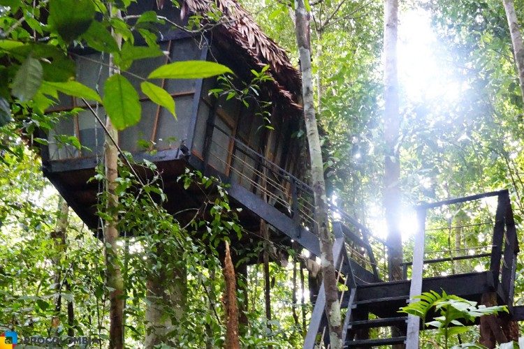 boomhut amazone colombia boomhut amazone colombia