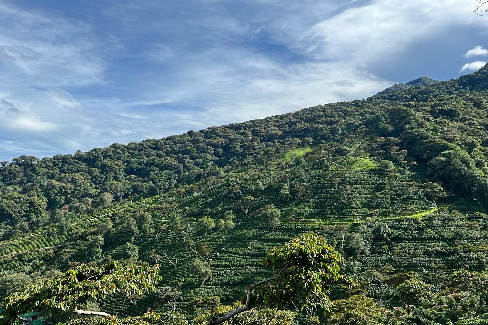 boquete koffieplantages boquete koffieplantages