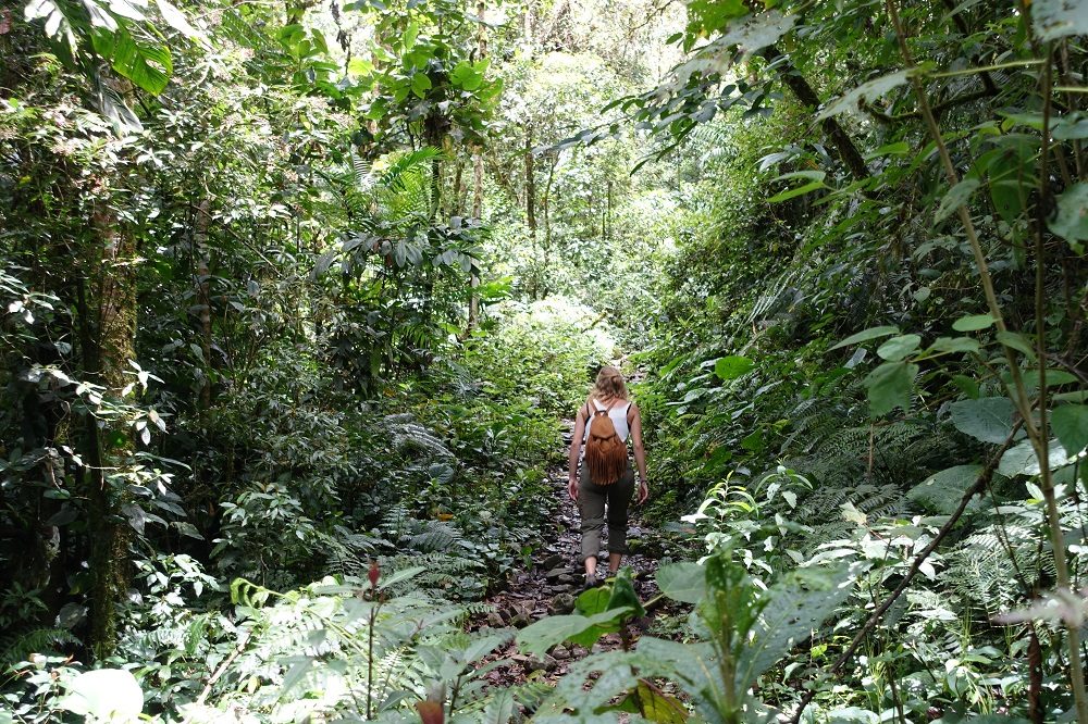 boquete nevelwoud boquete nevelwoud