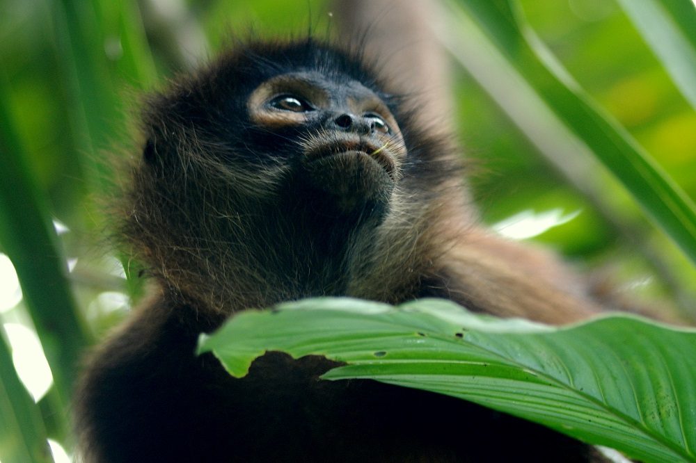 brulaap familiereis belize brulaap familiereis belize