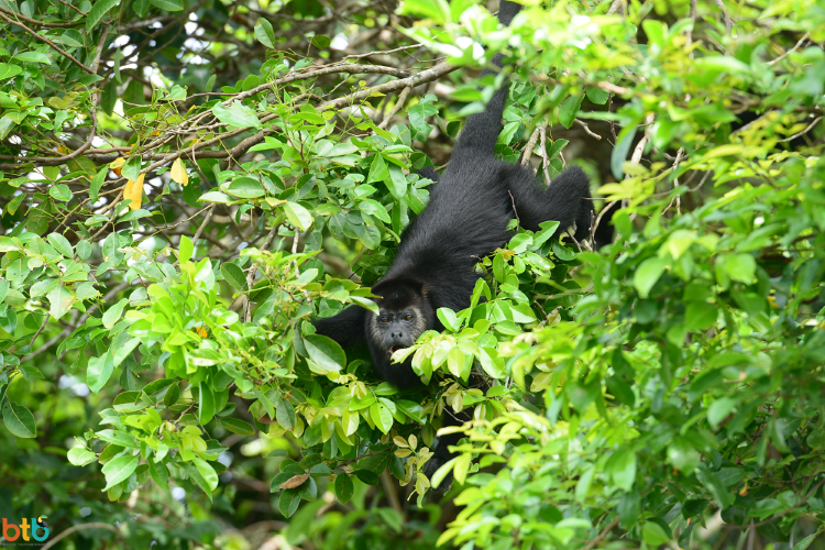 brulaap rondreis belize