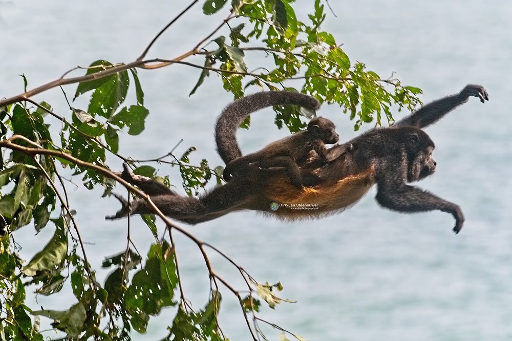brulapen dirk jan brulapen dirk jan