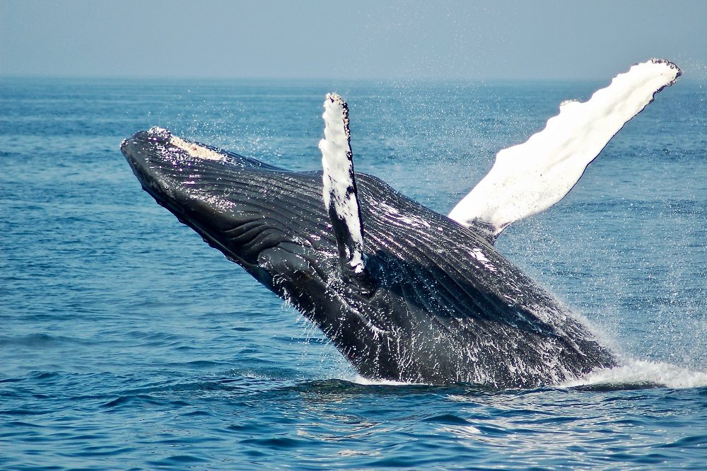bultrugwalvis