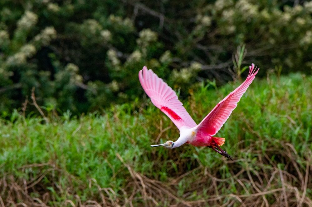 cano negro bird cano negro bird