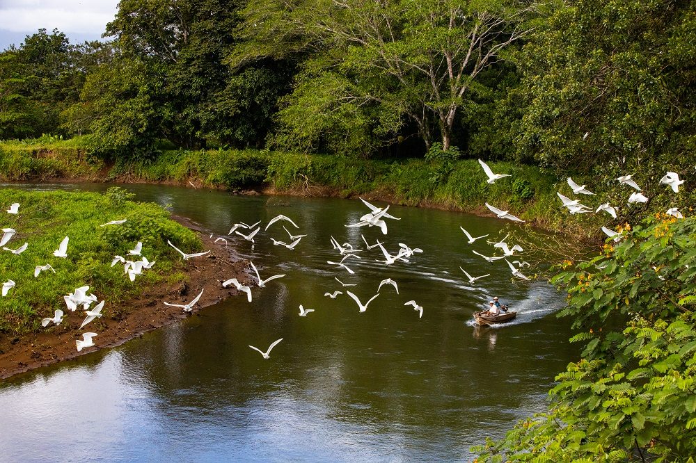 cano negro birds