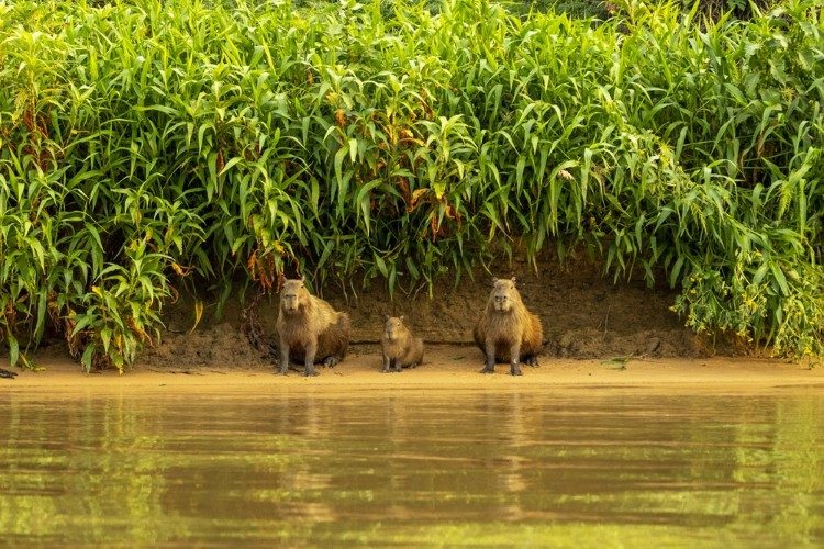 capibaras in de pantanal 1 capibaras in de pantanal 1