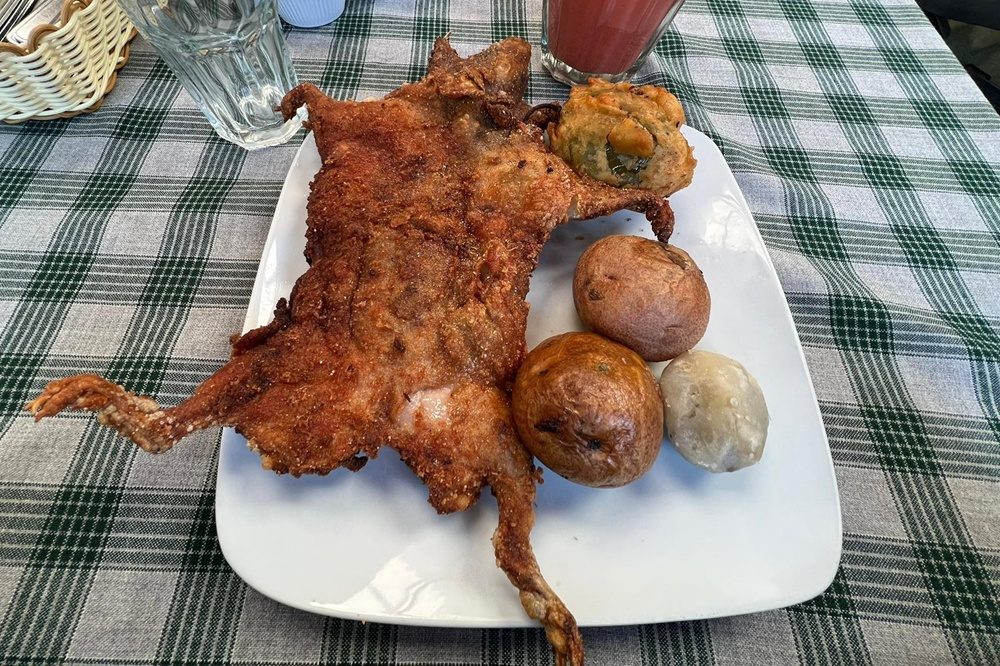 cavia peru