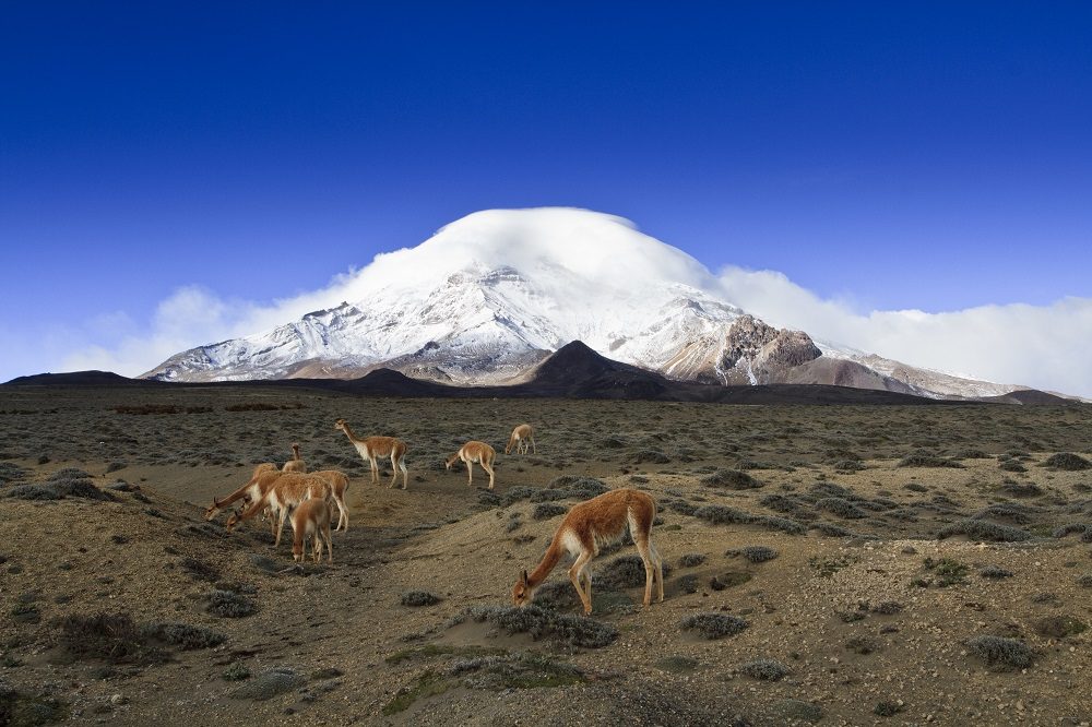 Reserva faunística Chimborazo