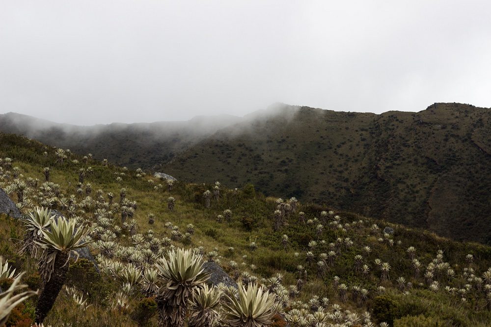 chingaza paramo colombia chingaza paramo colombia