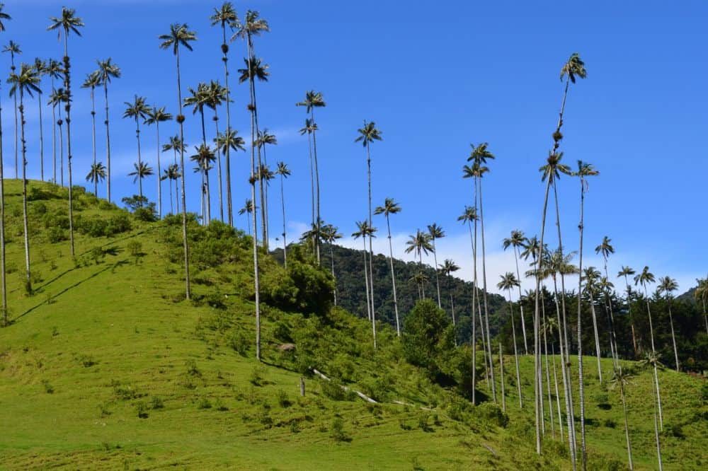 colombia reizen valle de cocora