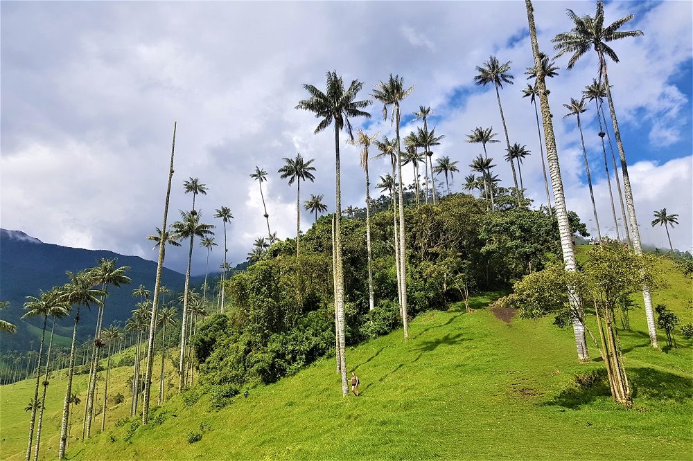 colombia reizen valle de cocora