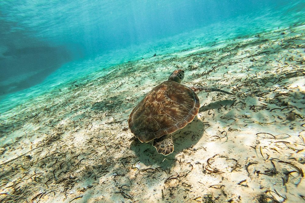 colombia schildpad