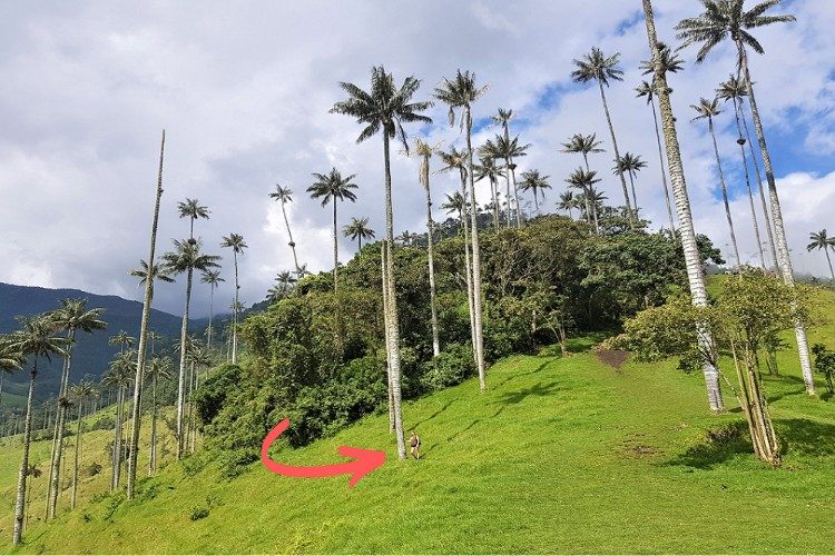 colombia valle de cocora elise 2