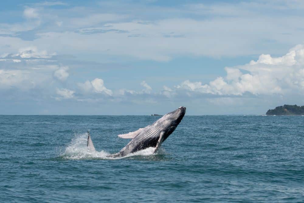 costa rica hoogtepunten walvis