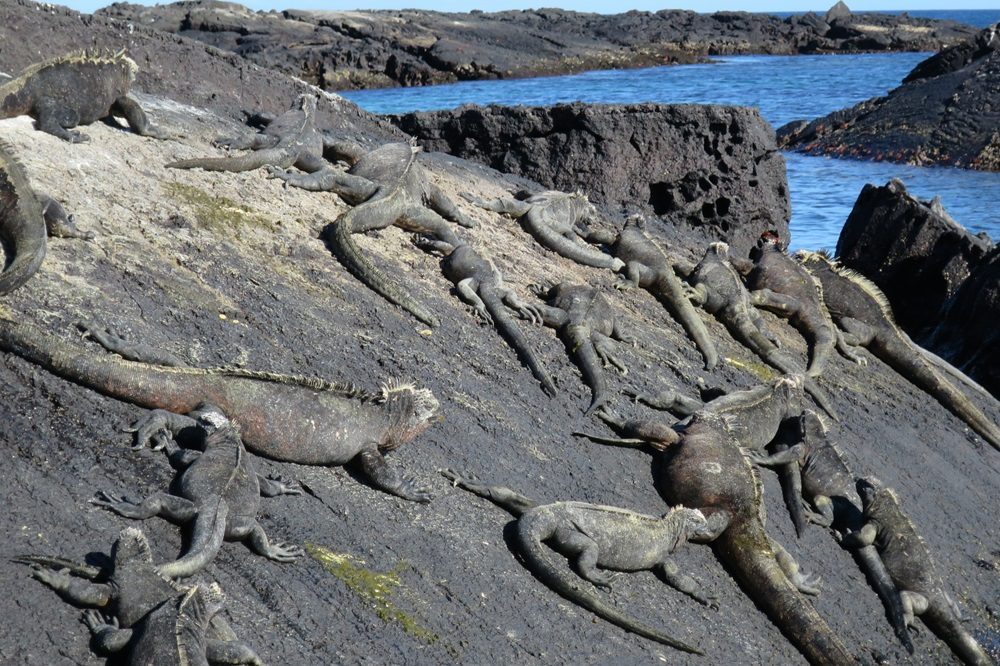 dieren Galapagos leguanen