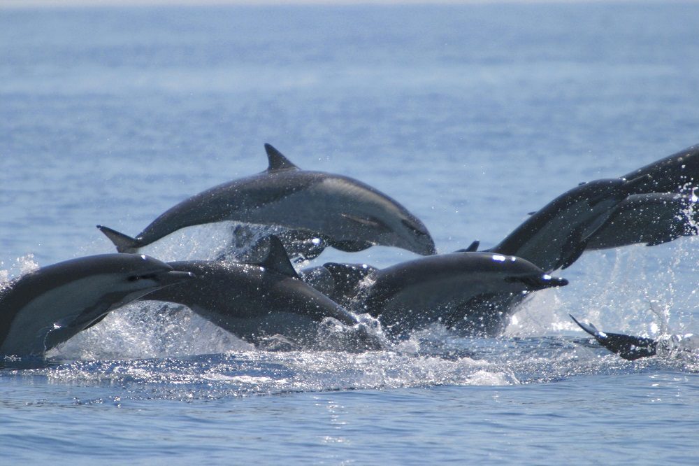 dolfijnen costa rica