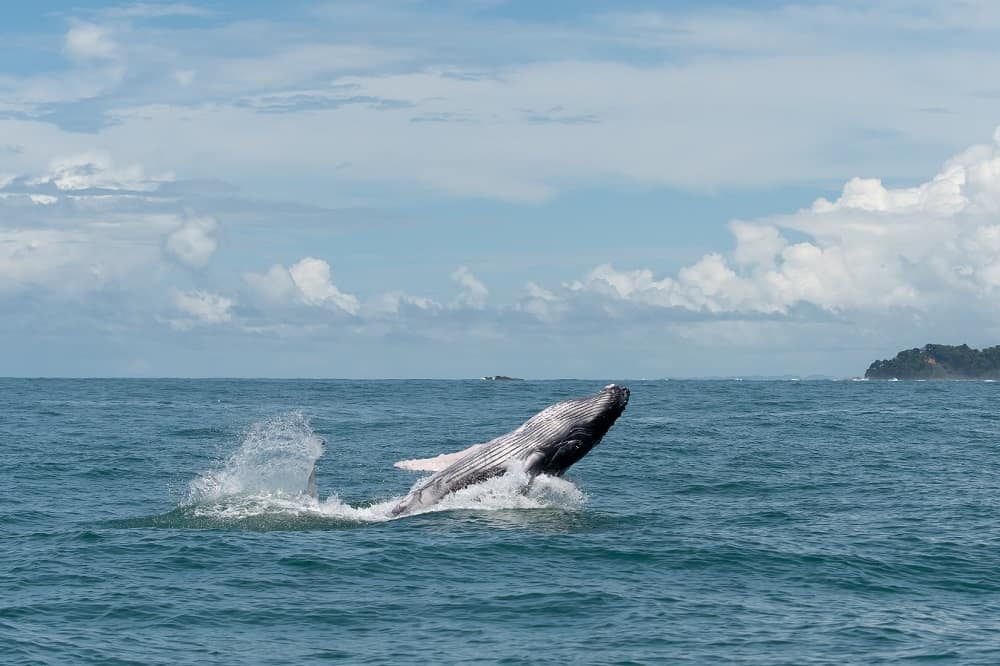 drake bay walvis