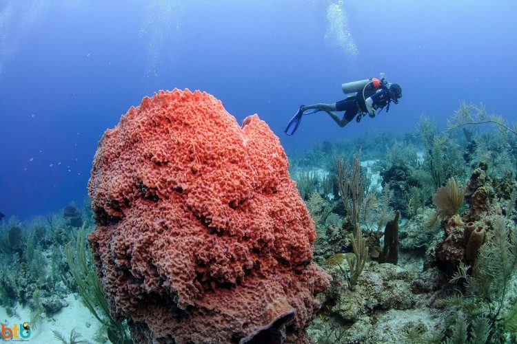 duiken in belize 2
