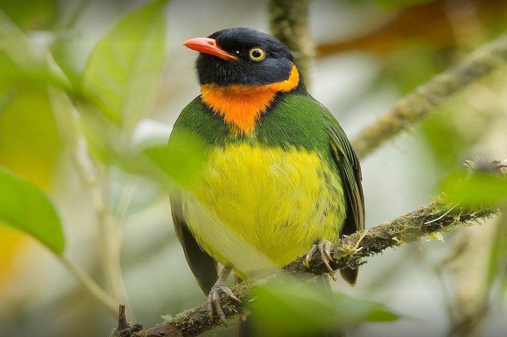 ervaring fotoreis colombia vogel