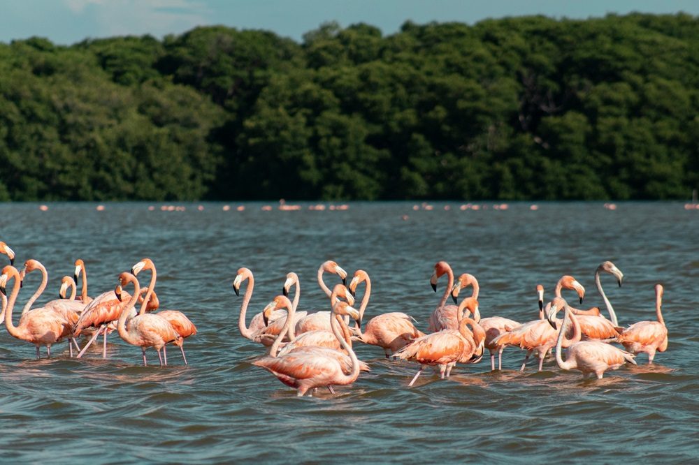 flamingos celestun mexico
