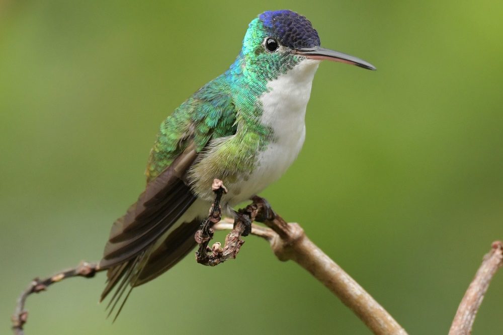 fotoreis colombia kolibrie 1