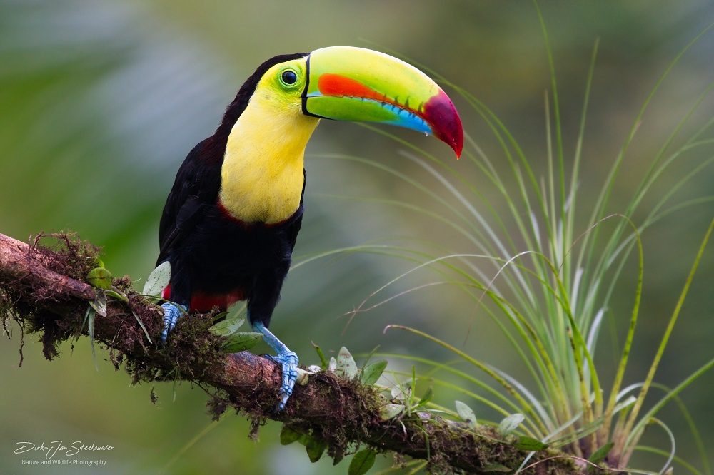 fotoreis costa rica toekan