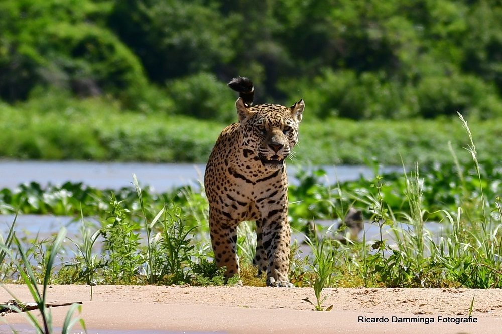 fotoreis pantanal jaguar