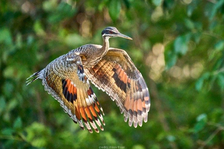 fotoreis pantanal sunbittern fotoreis pantanal sunbittern