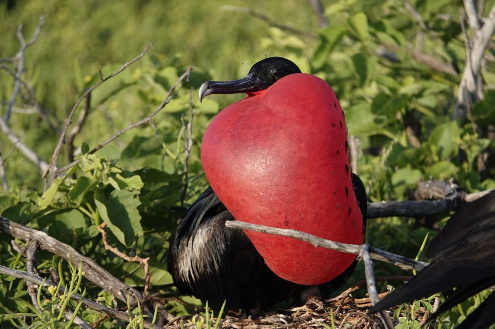 fregatvogel galapagos