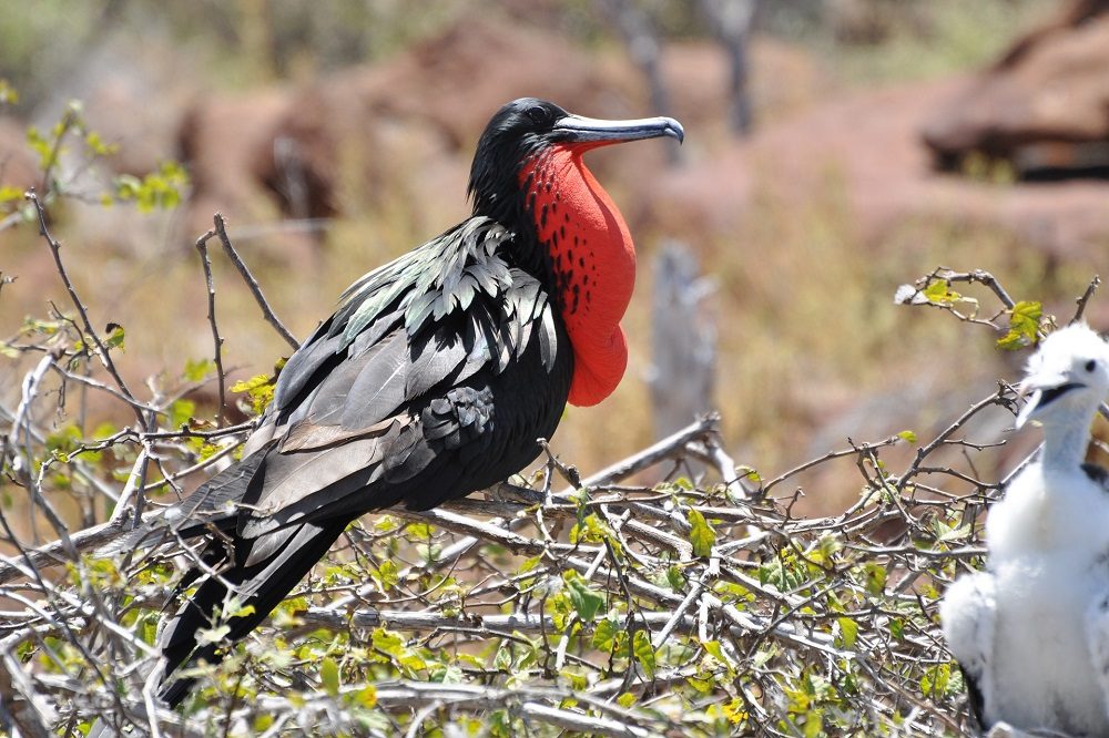 fregatvogel galapagos eilanden 1