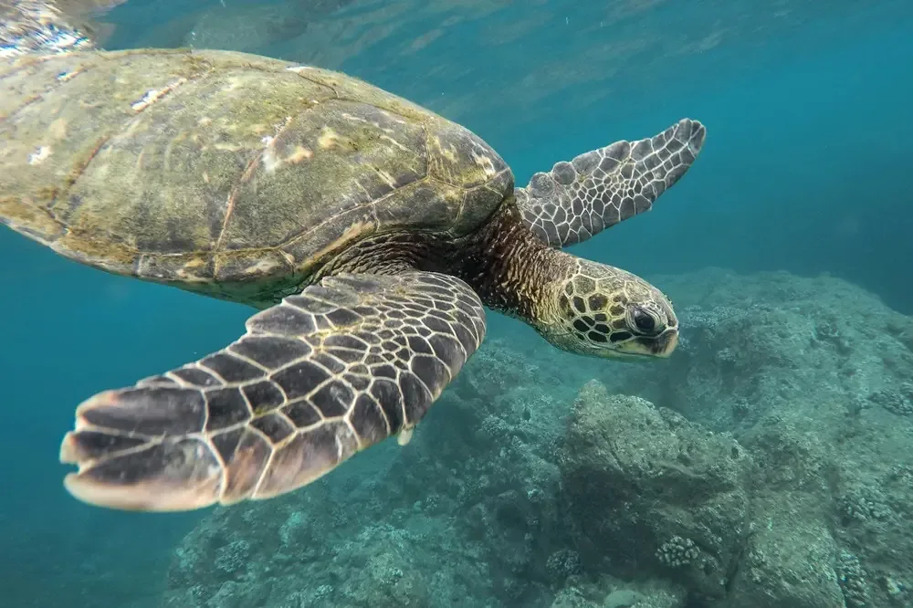 galapagos zeeschildpad jpg galapagos zeeschildpad jpg