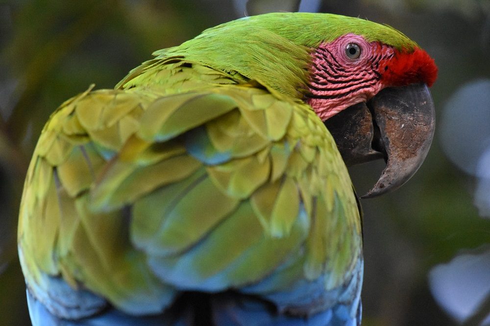 Groene Ara Costa Rica