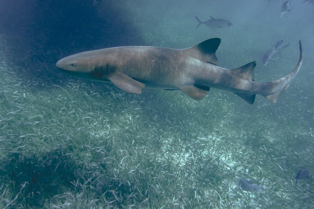 haai duiken belize 2