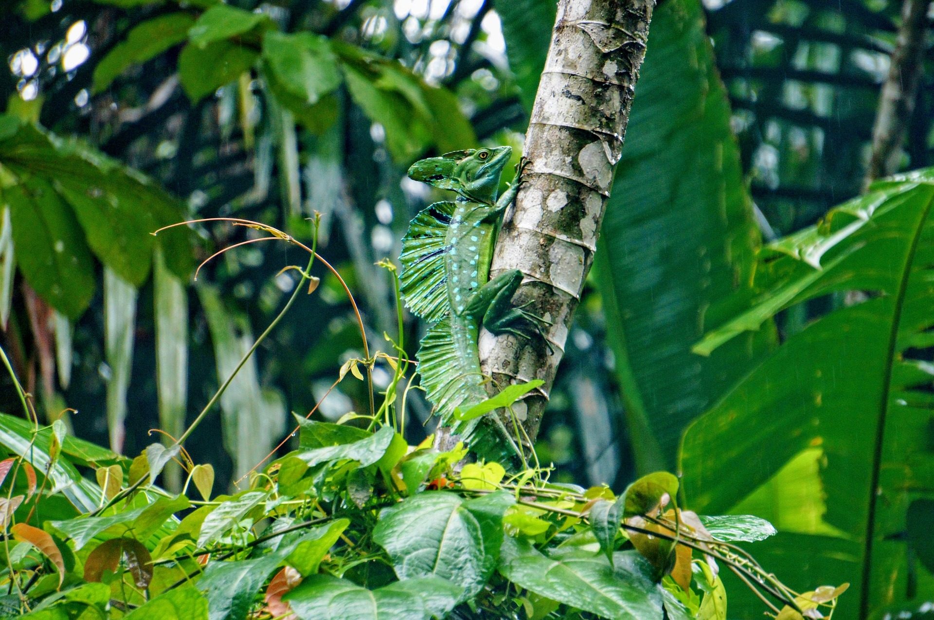 hagedis regenwoud costa rica