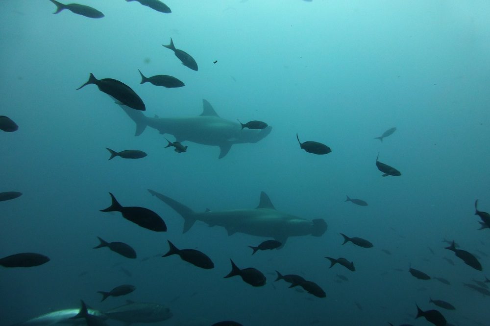 hamerhaaien duikreis galapagos eilanden