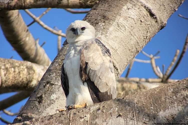 harpy eagle 1 harpy eagle 1