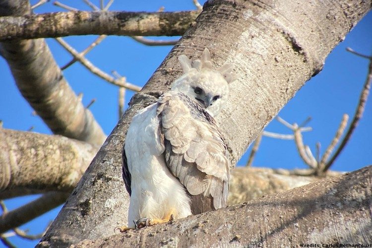 harpy eagle vogelreis panama 1