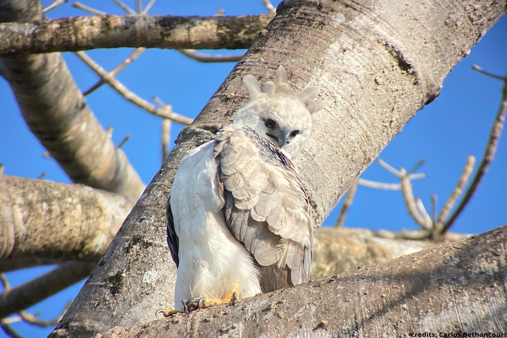 harpy eagle vogelreis panama