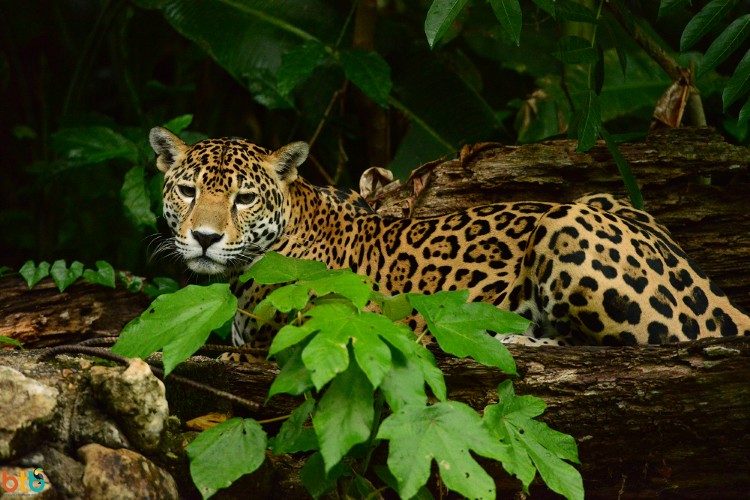 jaguar belize 1