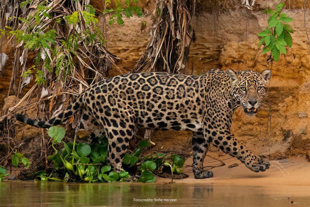 jaguar fotoreis Pantanal