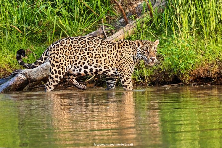 jaguar in de pantanal