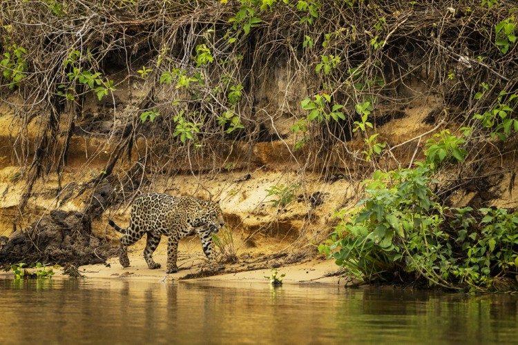jaguar in de pantanal 1