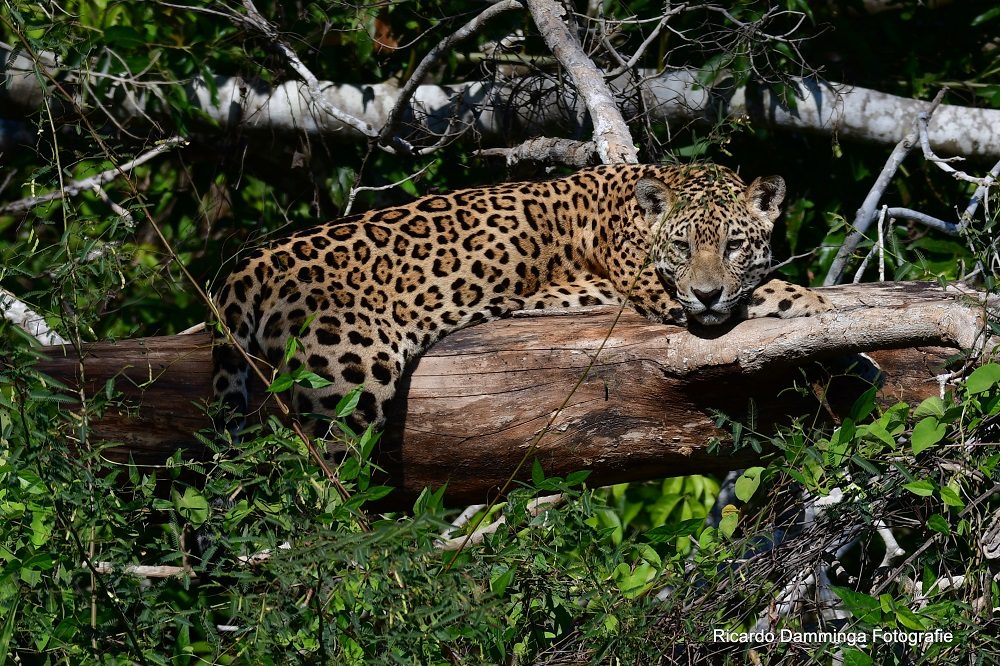 jaguar pantanal