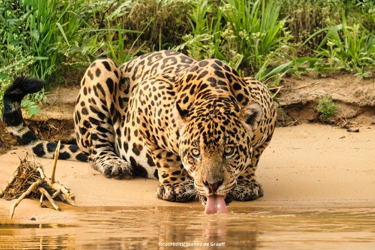 jaguar pantanal 2