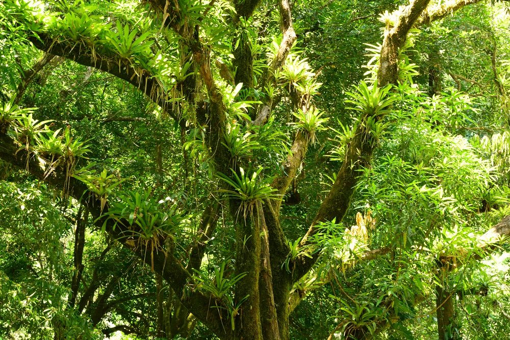 jungle regenseizoen costa rica