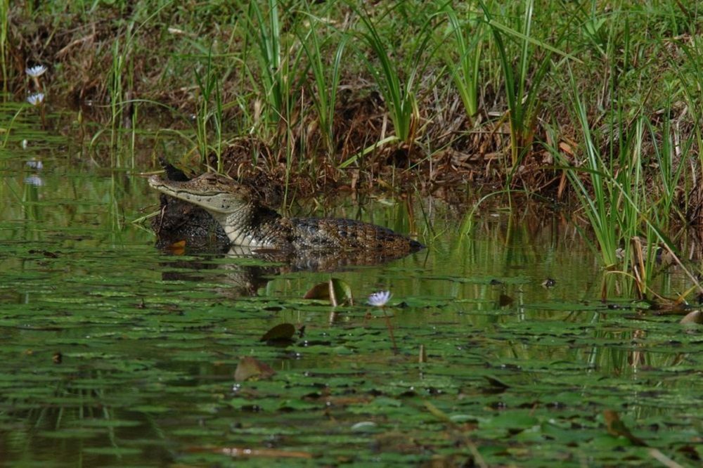 kaaiman costa rica 1 kaaiman costa rica 1
