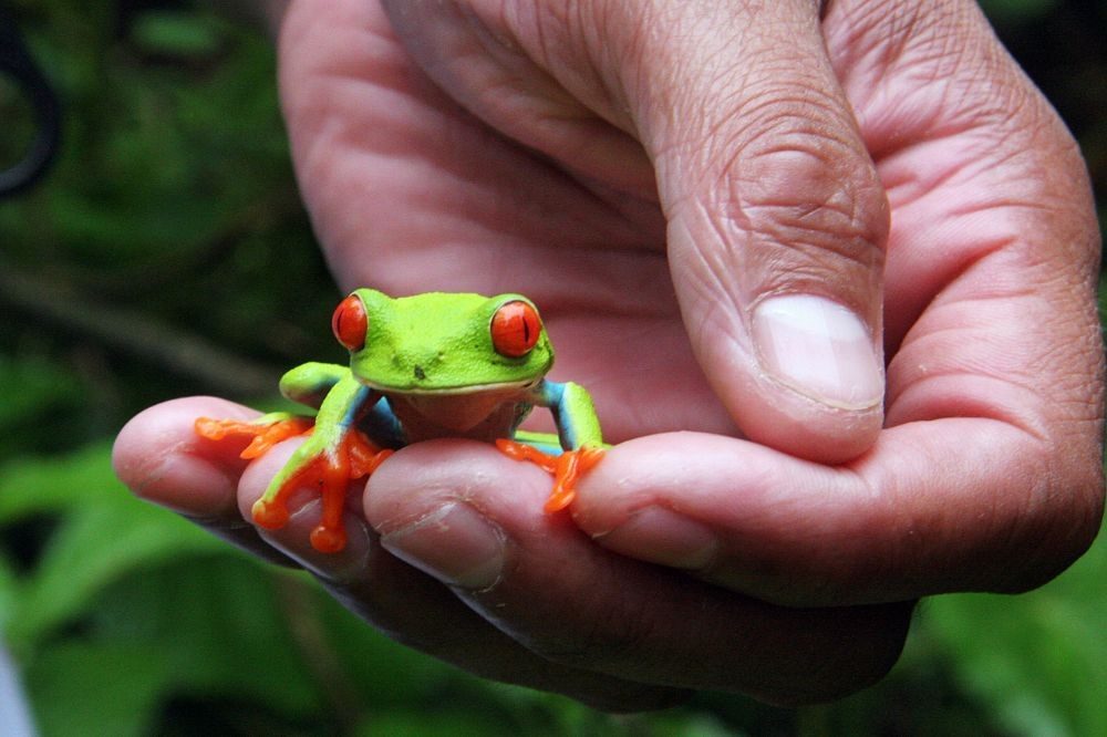 kikker nicaragua