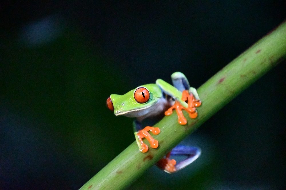 kikker ricardo fotoreizen kikker ricardo fotoreizen